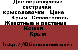 Две неразлучные сестрички- крысоловочки › Цена ­ 1 - Крым, Севастополь Животные и растения » Кошки   . Крым